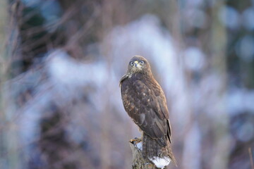 Winter scene with a common buzzard. Buteo buteo. Wildlife scene with raptor. Buzzard sits on a tree stump.