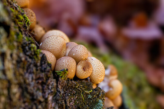 The common earthball (Scleroderma citrinum), commonly known as  pigskin poison puffball or common earth ball