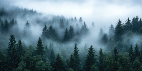 Pine Trees in Foggy Forest