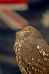 Australia Owl