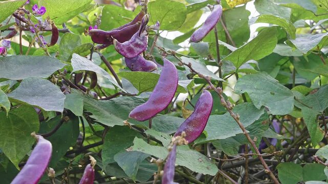  Crop of Purple Hyacinth Bean on a vine. purple pod pea.