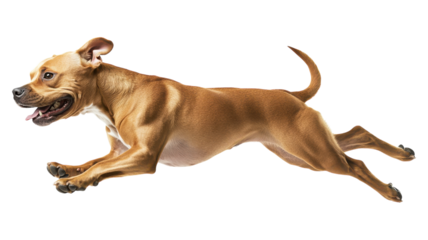 A playful dog joyfully leaps mid-air against a transparent background, showcasing its athleticism and energy.