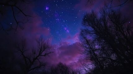 Obraz premium Starry forest landscape at night