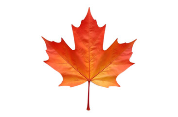 Fototapeta premium Red autumn maple leaf on transparent background
