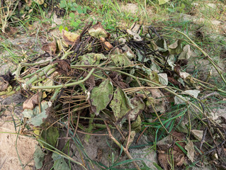  A field with freshly harvested green gram plants, bundled and left to dry on the ground.
