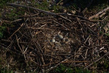 Close-up of a nest of mute swans eggs in the spring season