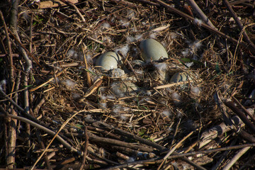 Close-up of a nest of mute swans eggs with branches and feathers