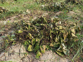  A field with freshly harvested green gram plants, bundled and left to dry on the ground.
