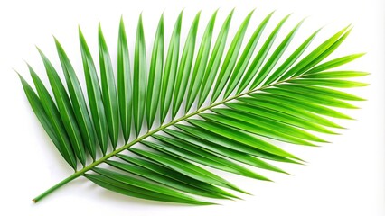 Fototapeta premium Palm green leaf isolated on white background