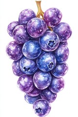 Watercolor Illustration of Fresh Blueberries