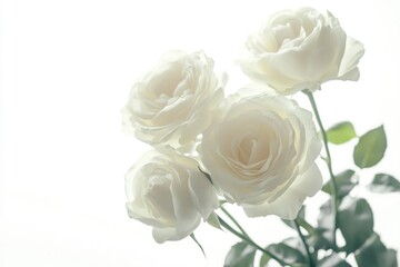 White Roses in Vase