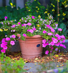 Flowers, nature and pot plant with bougainvillea in garden for eco friendly, field or ecology. Outdoor, leaves and pink floral bloom at park for botany, growth or sustainability environment in spring