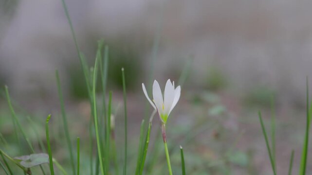 公園に自生するゼフィランサスの花、スローモーション