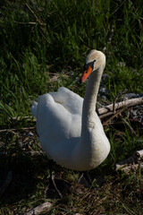 beautiful snow-white mute swan front view complete body on the shore of the lake constance