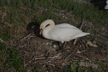 beautiful mute swan is at its nest and will soon sit on it to warm the eggs