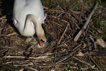 mute swan sits on its nest with eggs and plucked feathers