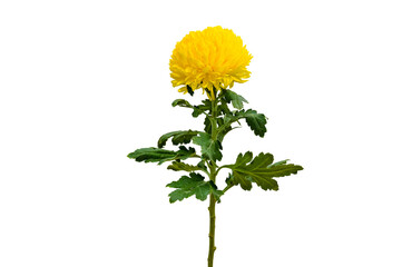 Chrysanthemum Isolate Yellow Chrysanthemum flower, Large Chrysanthemum flower isolated with clipping path. Yellow chrysanthemum flowers isolated .Yellow autumn chrysanthemum isolated.