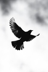 Fototapeta premium Bird in Flight