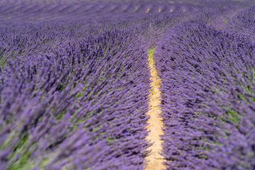 Lavender field in France