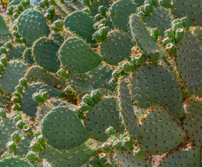 Opuntia ficus-indica cactus