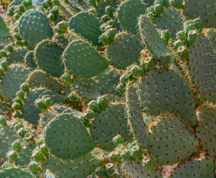 Opuntia ficus-indica cactus