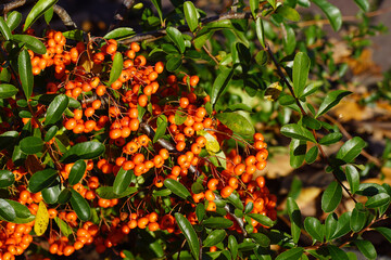 Close up orange, red berries of the shrub Pyracantha coccinea, the scarlet firethorn or red firethorn. Rose family (Rosaceae). Autumn, Netherlands