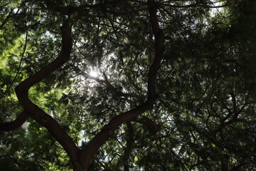 The sun's rays break through the dense foliage of the tree.