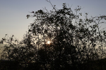 The sun's rays break through the dense foliage of the tree.