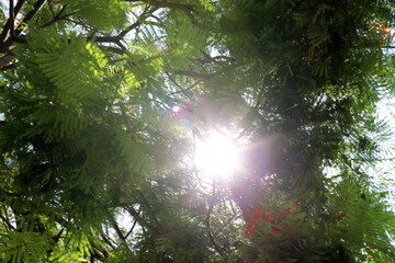 Obraz premium The sun's rays break through the dense foliage of the tree.