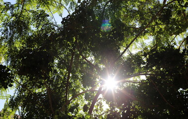 Fototapeta premium The sun's rays break through the dense foliage of the tree.