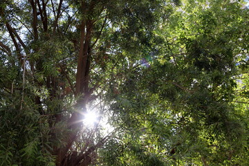 Fototapeta premium The sun's rays break through the dense foliage of the tree.