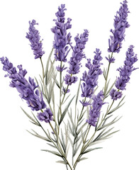 Obraz premium lavender flowers isolated on white