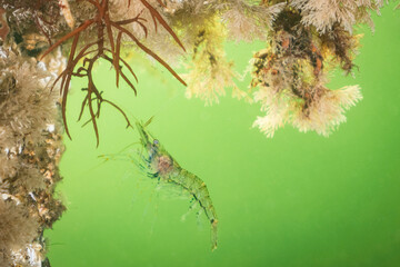 Cold salt water zeeland macro shrimp swimming in Dutch Netherlands scuba dive site. Underwater crustacean wildlife in natural habitat environment