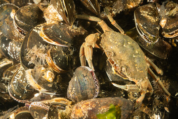 Cold salt water zeeland crab in Dutch Netherlands sea floor of mussel shells and shellfish. Underwater crustacean wildlife in natural Zeeland habitat environment