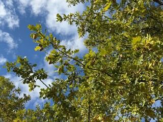 german oak, pedunculate oak, stalk oak, quercus robur l., ecosystem, oak tree, fresh, oak seed, asian fruits, close-up, foliage, agriculture field, oak cone, asian, backgrounds, seed, seasonal, fruit,