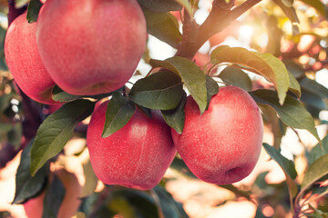 Many colorful ripe juicy apples on a branch in the garden ready for harvest in autumn. Apple orchard