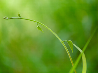 Green Leaves background