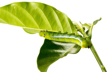 Oleander Hawk Moth Caterpillar (daphnis nerii) feeding on a green leaf.