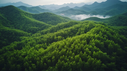 Fototapeta premium A lush green forest with mountains in the background
