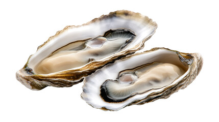 Two fresh oysters on a vibrant multicolored background, study in texture and flavor