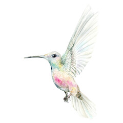 Little Hummingbird. Watercolor illustration hand drawn on a white background. Suitable for framing designs, cards and textiles.