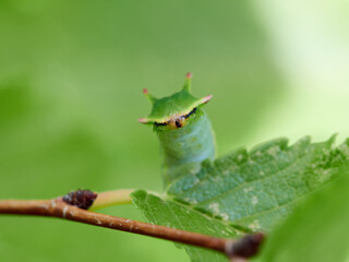 Two tailed Pasha caterpillar. Charaxes jasius