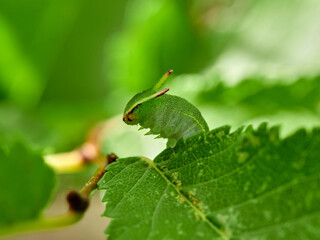 Two tailed Pasha caterpillar. Charaxes jasius