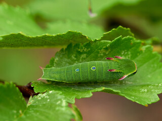 Two tailed Pasha caterpillar. Charaxes jasius