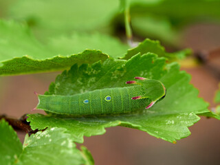 Two tailed Pasha caterpillar. Charaxes jasius