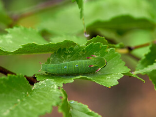 Two tailed Pasha caterpillar. Charaxes jasius