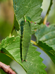 Two tailed Pasha caterpillar. Charaxes jasius