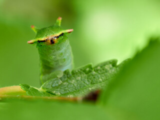 Two tailed Pasha caterpillar. Charaxes jasius