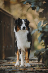 Australian shepherd autumn