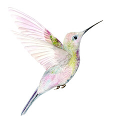 Little Hummingbird. Watercolor illustration hand drawn on a white background. Suitable for framing designs, cards and textiles.